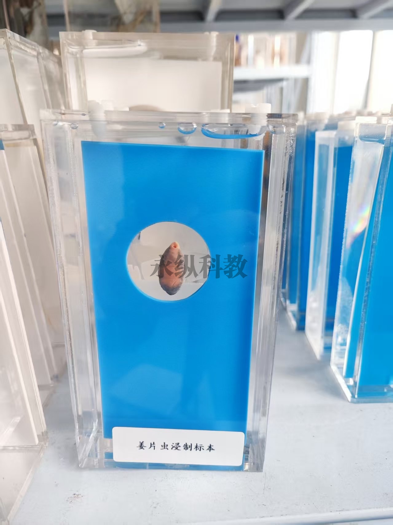 姜片虫浸制标本