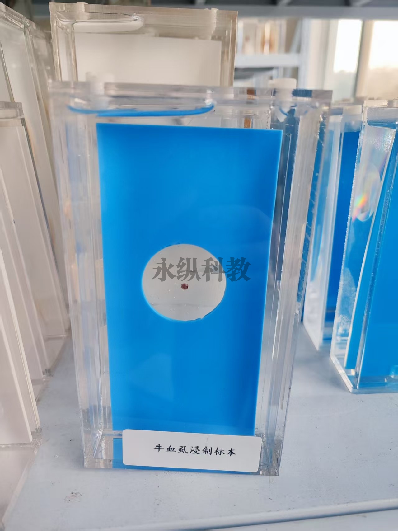 牛血虱浸制标本
