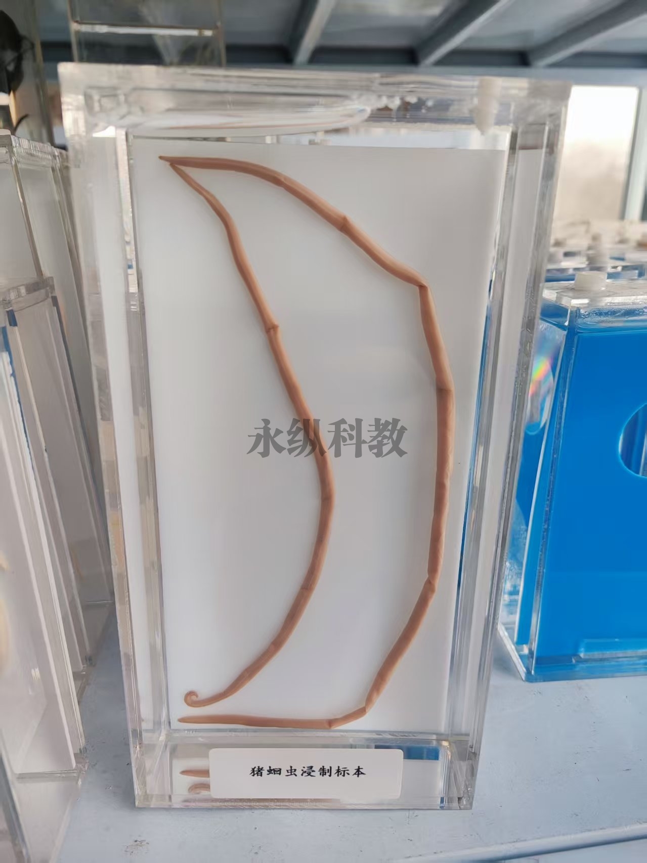猪蛔虫浸制标本
