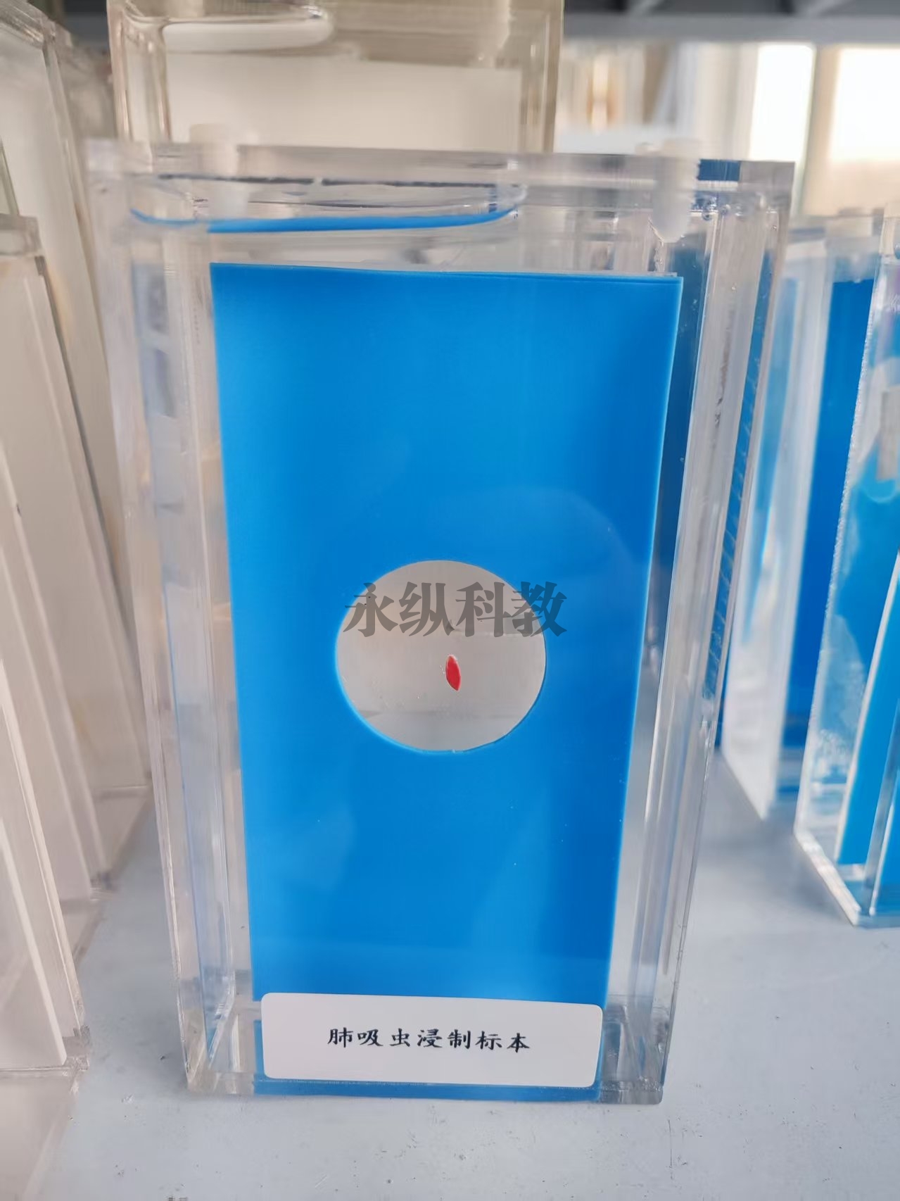 肺吸虫浸制标本