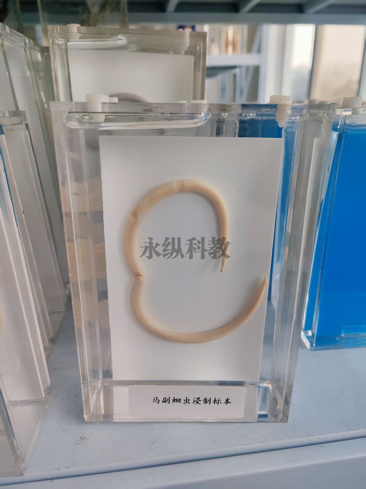 马副蛔虫浸制标本