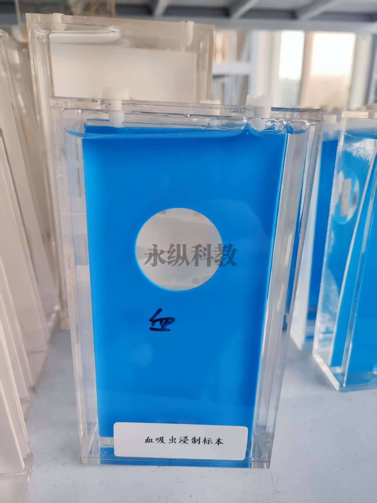 血吸虫浸制标本