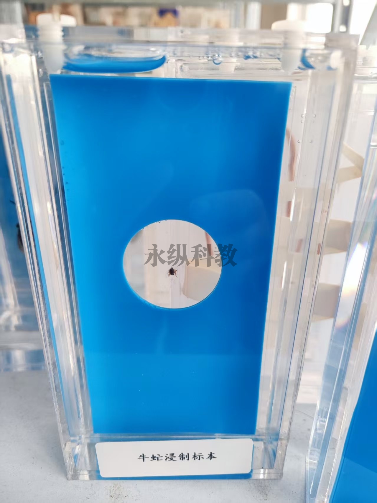 牛虻浸制标本