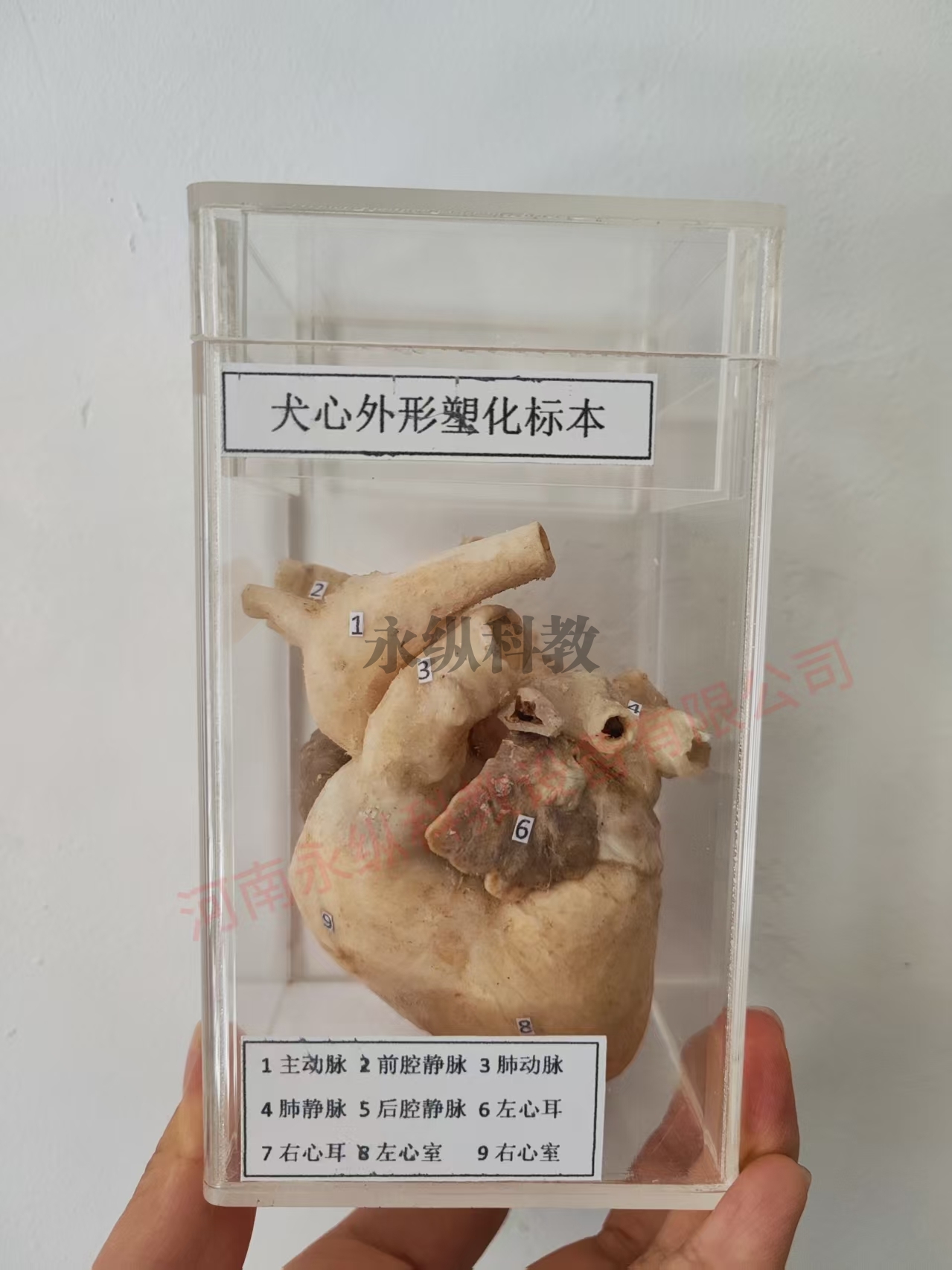 犬心外形塑化标本