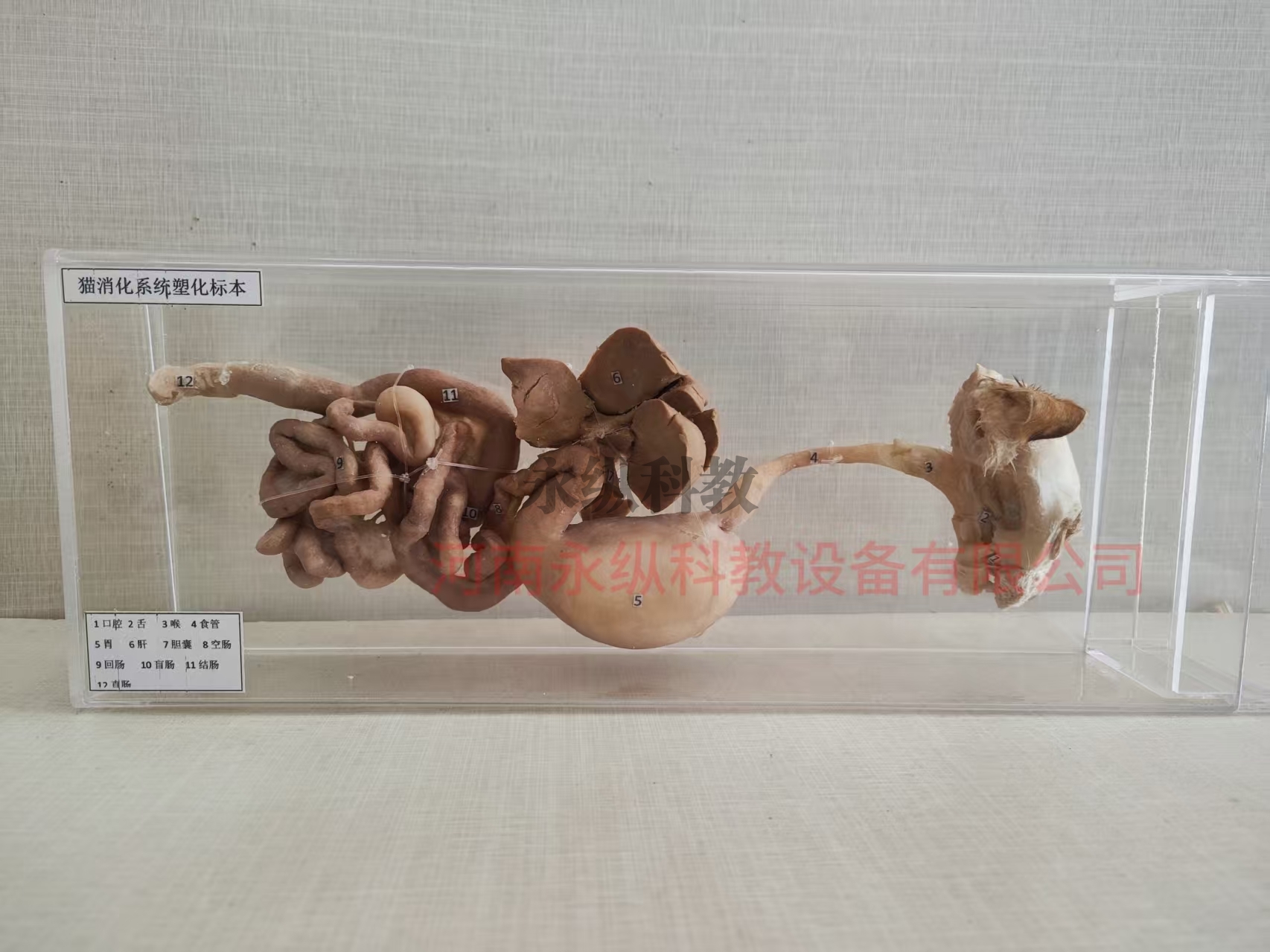 猫消化系统塑化标本