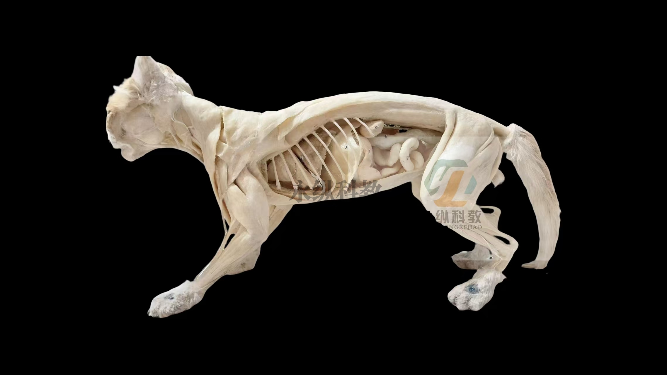 猫整体解剖塑化标本