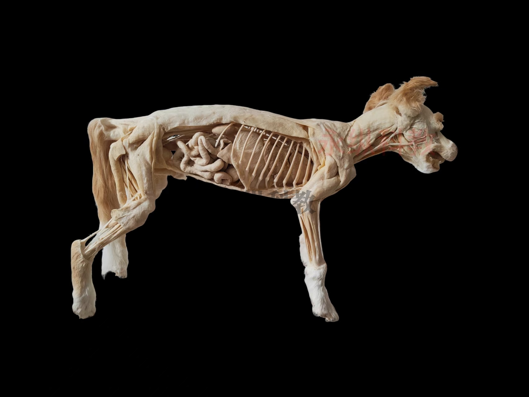 犬整体解剖塑化标本