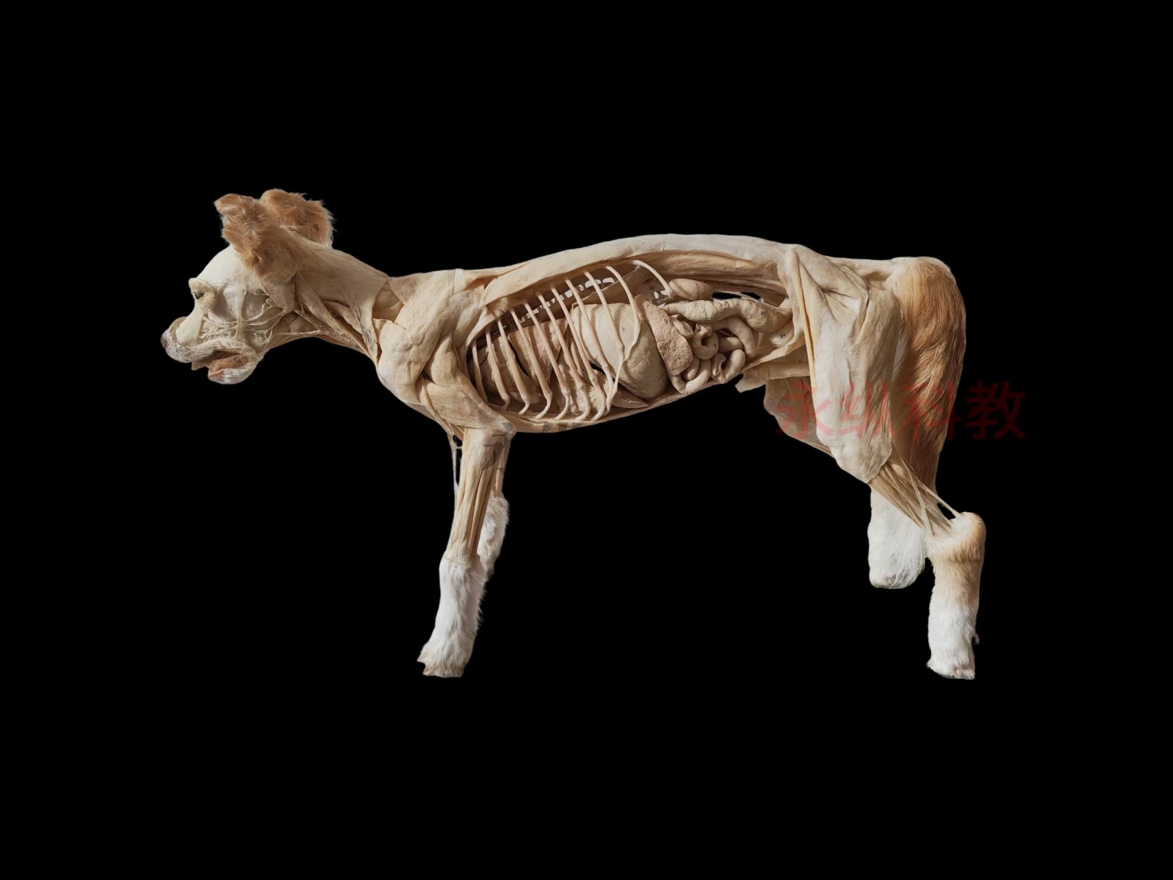 犬整体解剖塑化标本