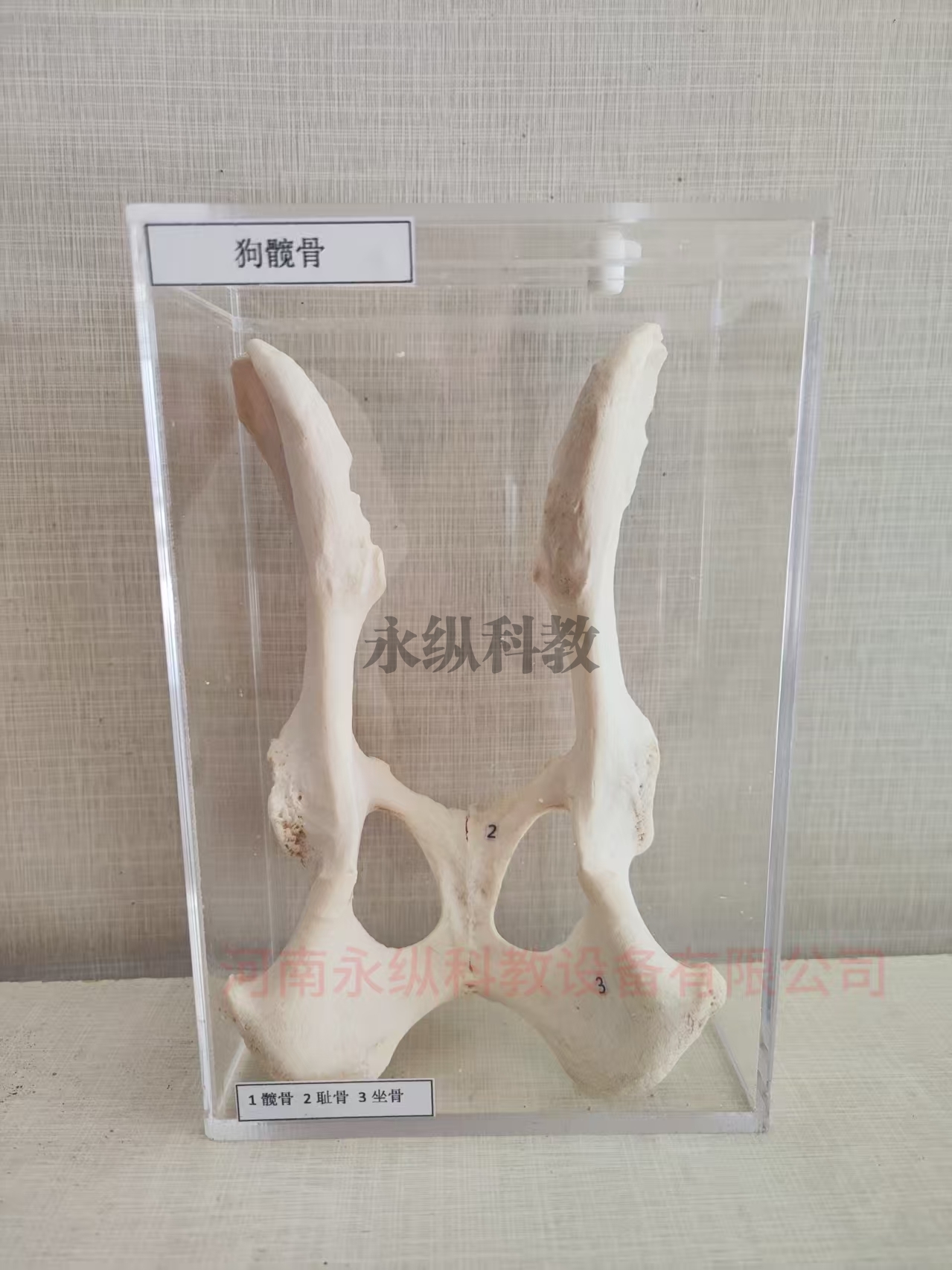 狗髋骨标本