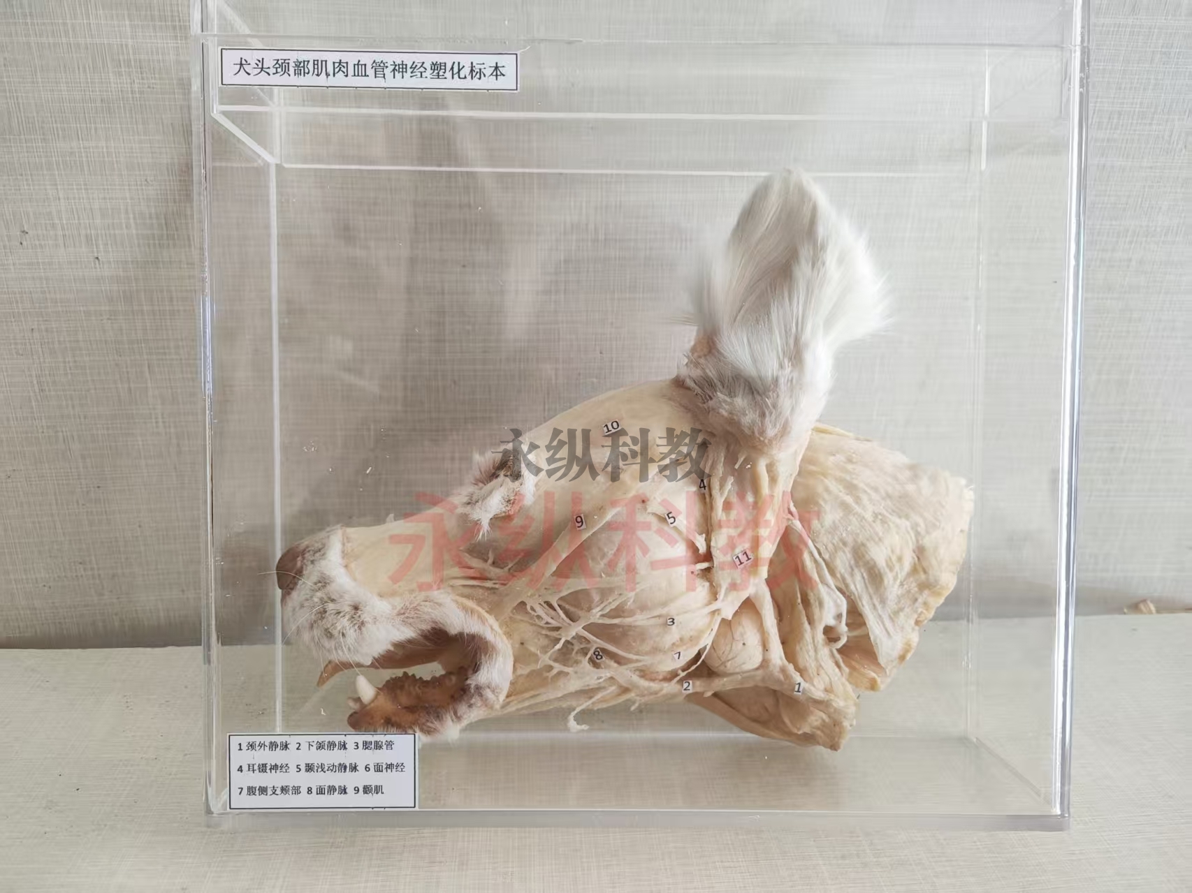 犬头颈部肌肉血管神经塑化标本