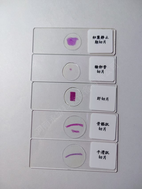 组织切片