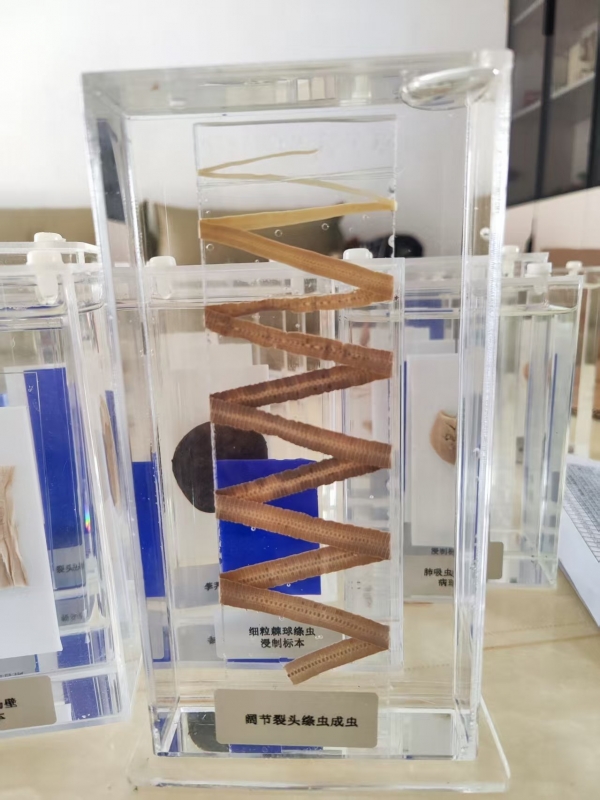 阔节裂头绦虫成虫