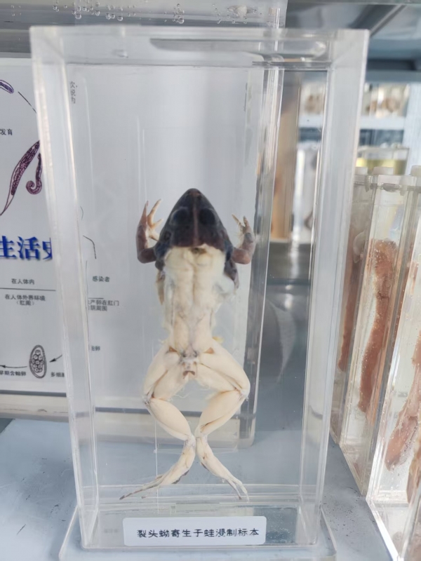 裂头蚴寄生于蛙浸制标本