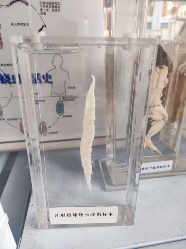 片形绉缘绦虫标本