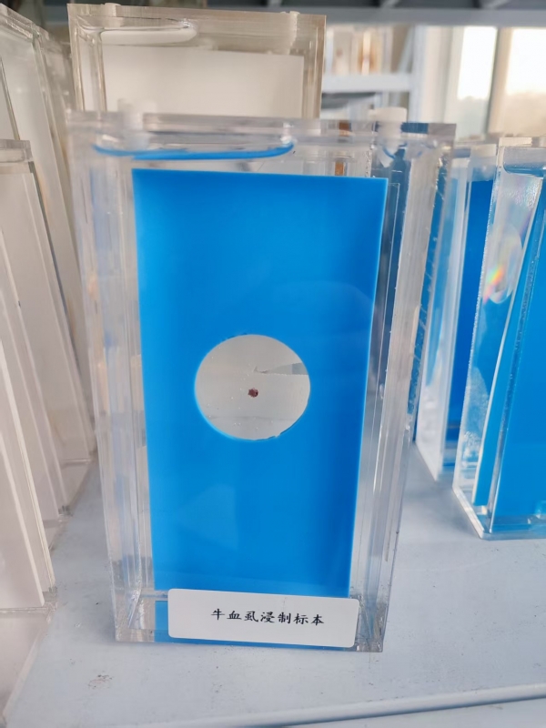 牛血虱浸制标本