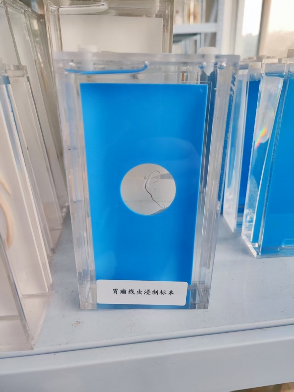 胃瘤线虫浸制标本