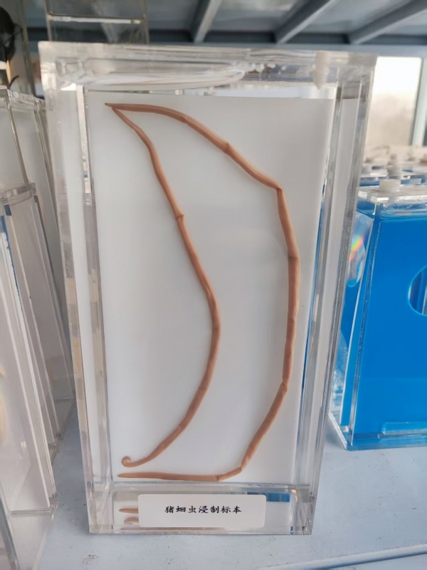 猪蛔虫浸制标本