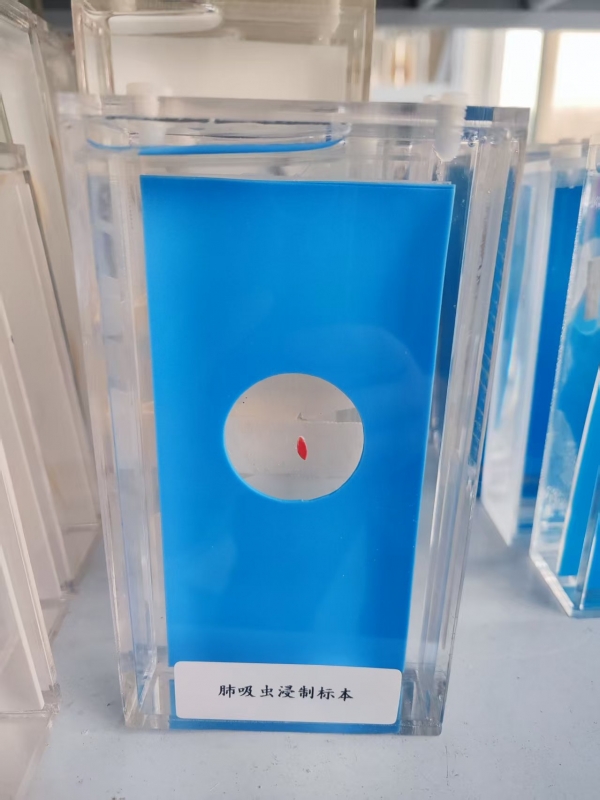 肺吸虫浸制标本