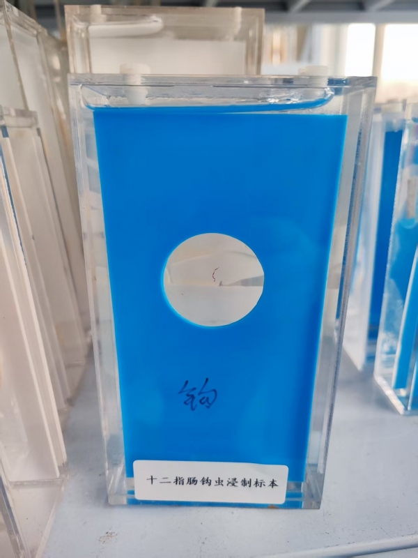 十二指肠钩虫浸制标本