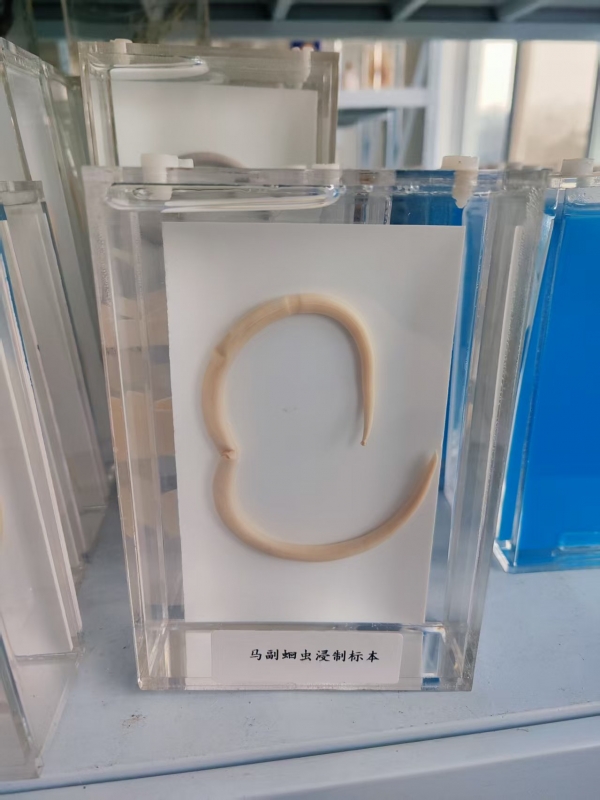 马副蛔虫浸制标本