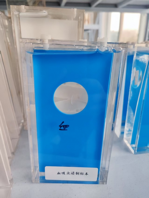 血吸虫浸制标本