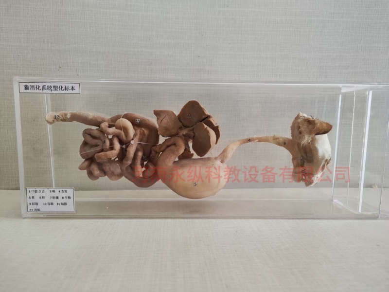 猫消化系统塑化标本