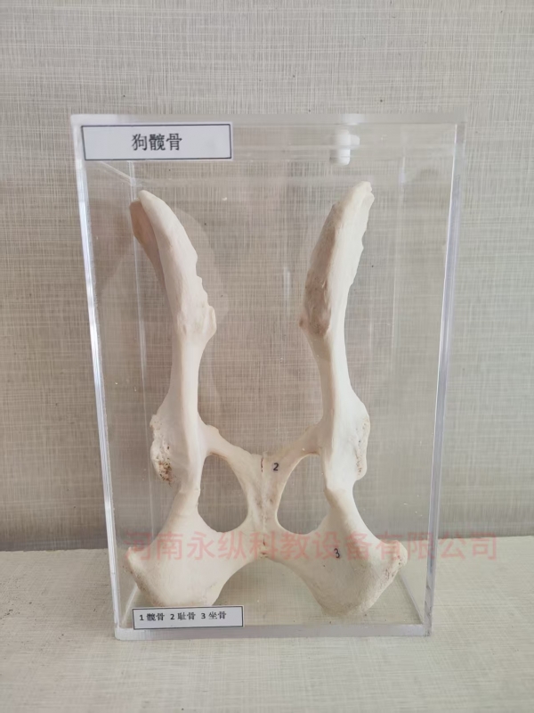 狗髋骨标本