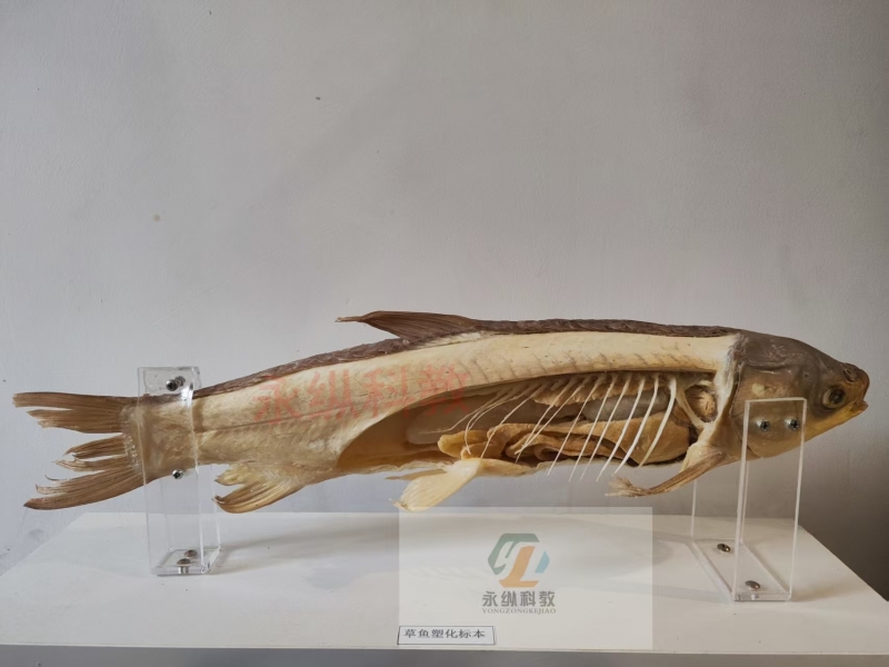鱼解剖塑化标本