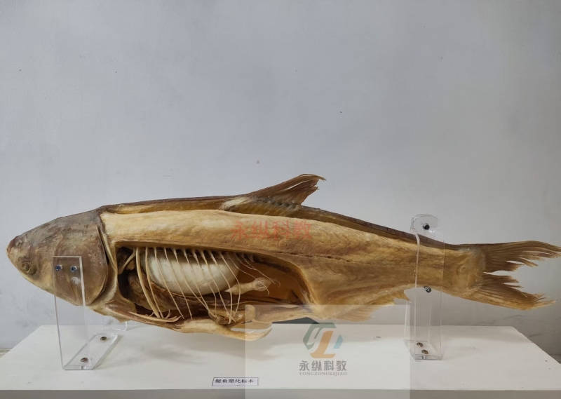 鱼整体塑化标本
