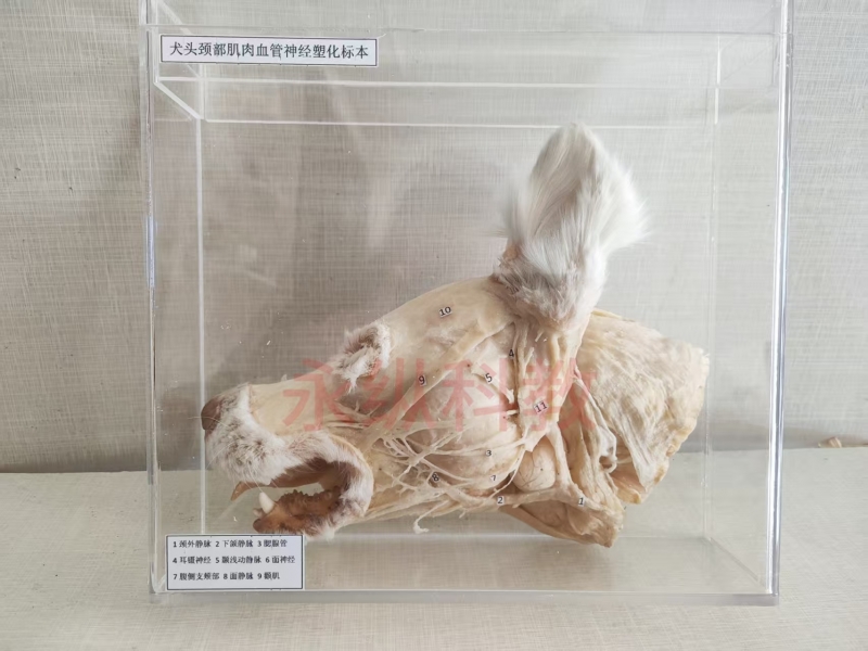 犬头颈部肌肉血管神经塑化标本