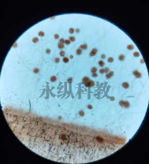 如何判断生物切片质量