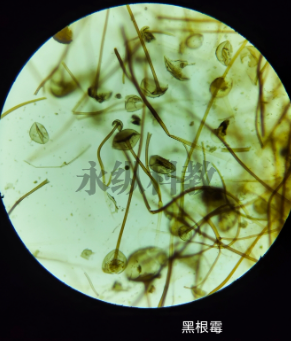 生物切片过程中常见问题及解决方法 生物切片过程中常见问题及解决方法