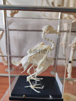 分析生物标本的制作与保护