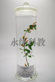 生物标本的常见类型 生物标本的常见类型