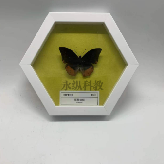 干制标本在科普教育中的重要作用 干制标本在科普教育中的重要作用