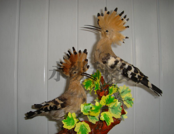 动物剥制标本的防腐处理与保存技巧