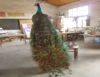 想了解动物剥制标本?这些基础知识要先懂 想了解动物剥制标本?这些基础知识要先懂