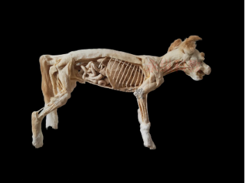 动物塑化标本的意义与特点