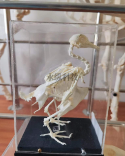 常见的动物骨骼标本鉴别知识