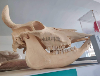 零基础了解动物骨骼标本
