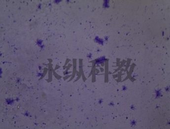 带你快速掌握生物切片核心常识
