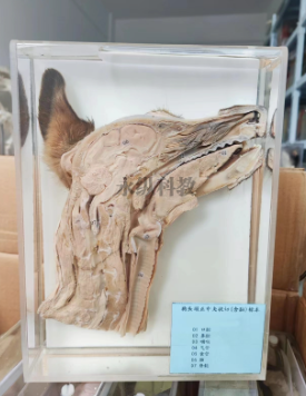 一文了解生物标本的历史与用途
