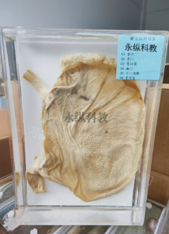 冷知识！干制标本和浸制标本有什么区别？